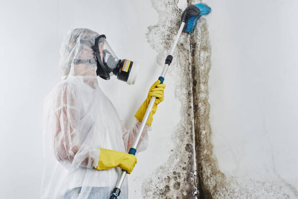 Reliable Mount Ida, AR Mold Remediation Solutions