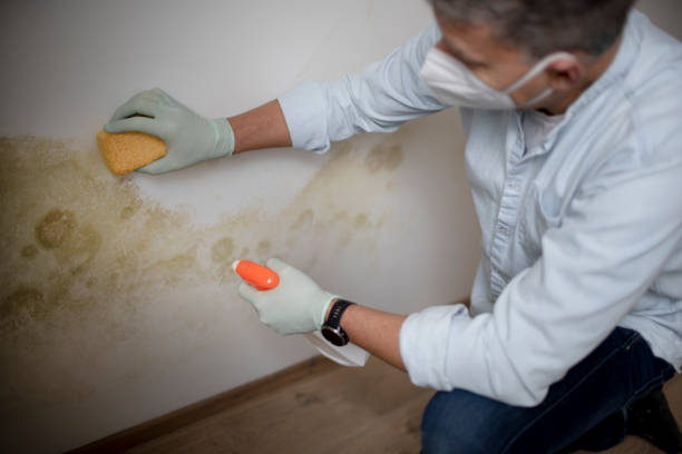 Best Mold Testing and Inspection Services in Mount Ida, AR