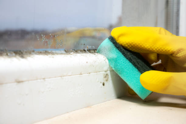 Best Preventive Mold Services in Mount Ida, AR