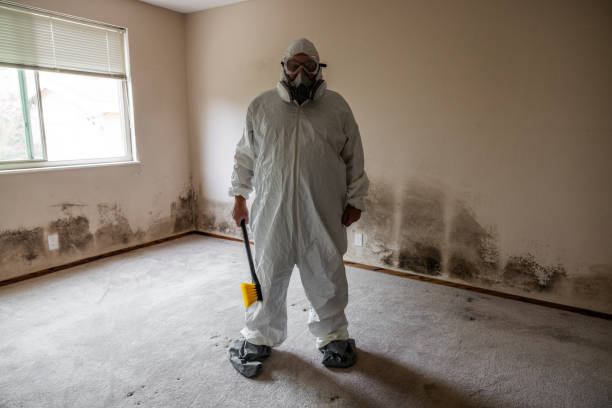 Best Attic Mold Remediation in Mount Ida, AR